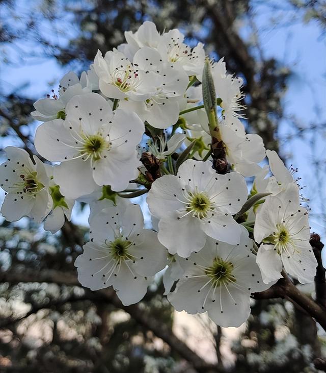 春天开的常见的花