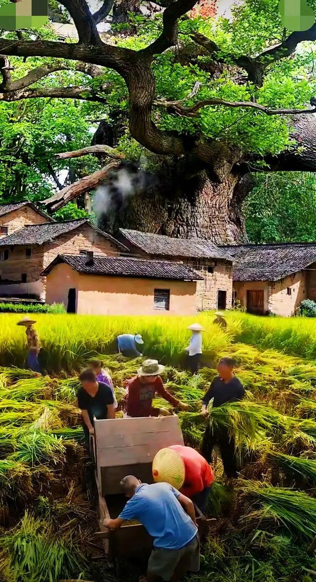 故乡美，惹人醉