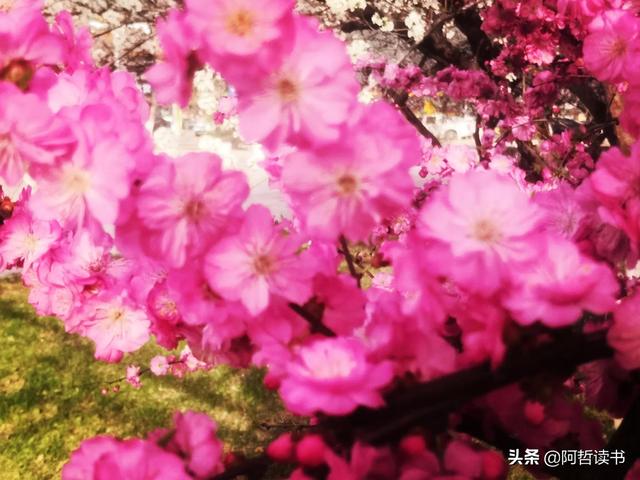 解封啦！迫不及待地走出家门，感受春花烂漫的最美四月天