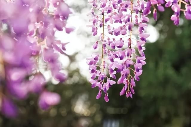 描写花朵的优美句子，描写紫藤花的诗句及意思？