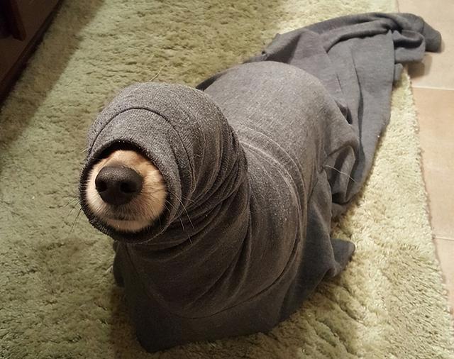 搞笑宠物狗图片大全(高清搞笑狗狗图片)-艾拉养犬