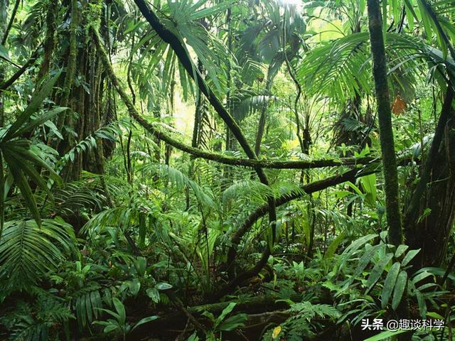 扔石头惹怒眼镜王蛇！七旬老伯被追咬，两招捡回一命，医生：万幸