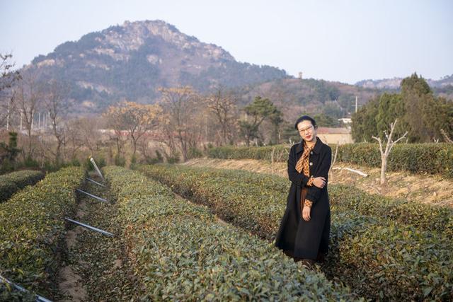 苍马山红杏枝头春意闹