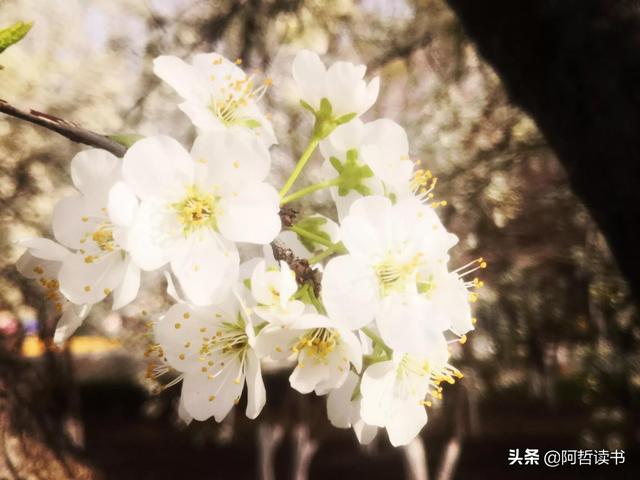 解封啦！迫不及待地走出家门，感受春花烂漫的最美四月天