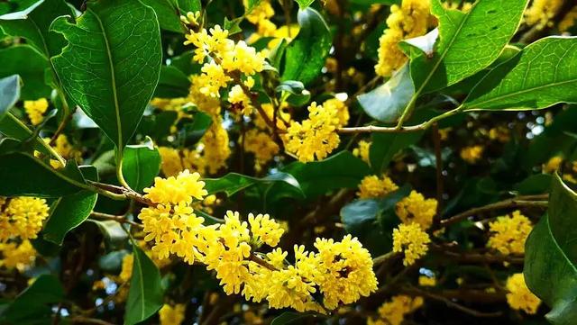 日香桂 日香桂（日香桂花期） 生活