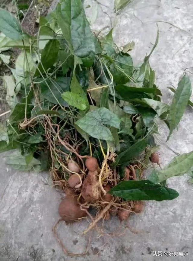 地苦胆具有清热燥湿 ,泻肝定惊 ,促进消化 的功效,有人靠挖它,一年卖