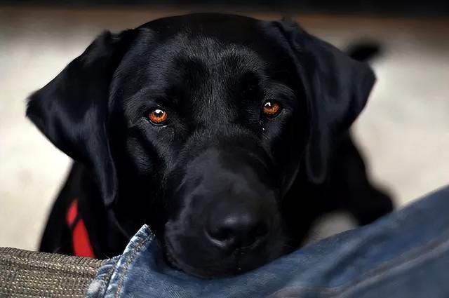 黑色犬品种图片