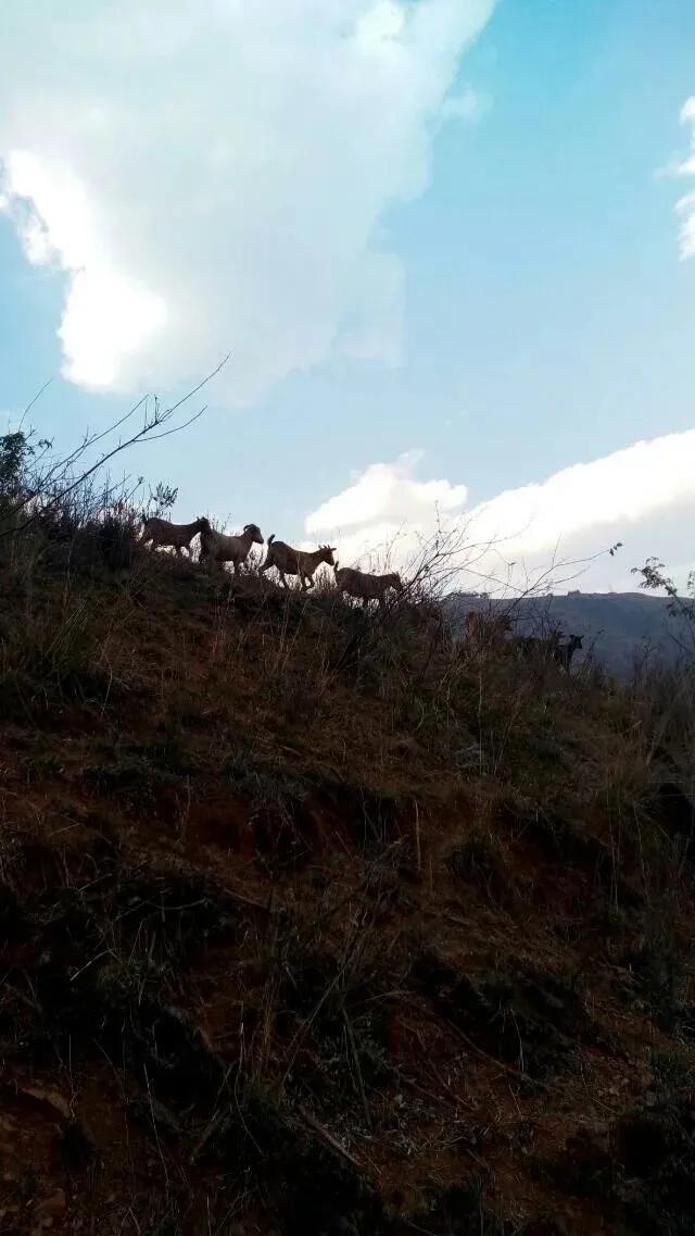 长大后总怀恋小时候在家乡发生事情