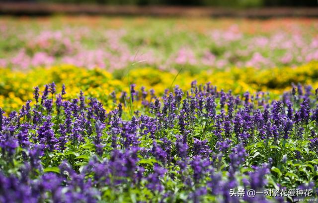 春夏秋冬各有什么花