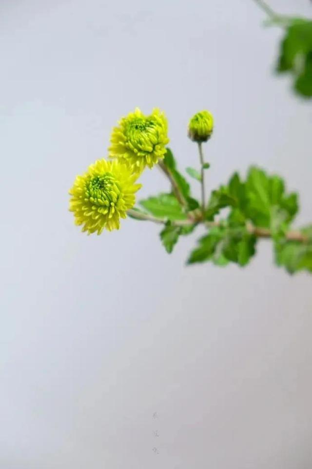 散文：且安安静静，看迟日江山丽，念春风花草香