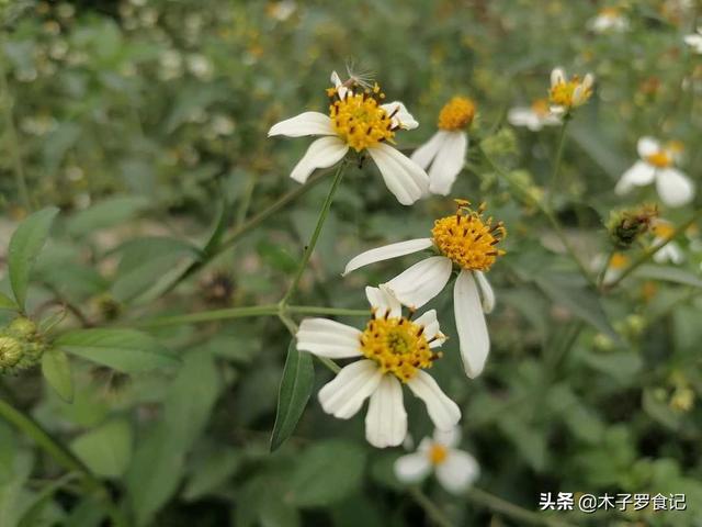 立夏快到，这种野花味道不错，嫩叶采来做茶做水饺，鲜香可口