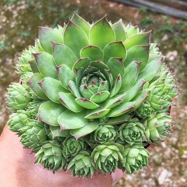 多肉