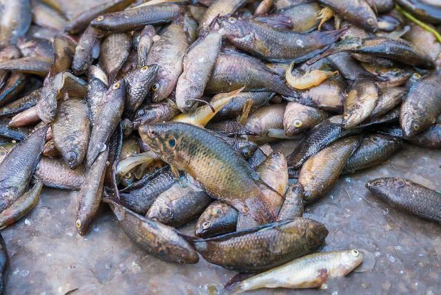 一,中国斗鱼图片