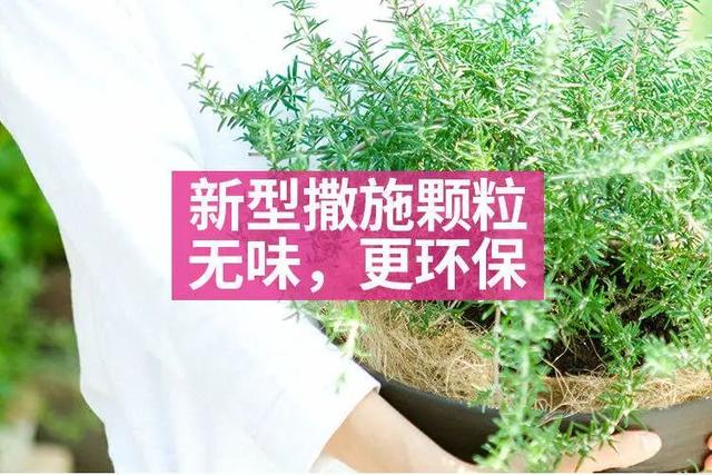 一把白色小豆豆撒土里，啥虫都能杀死，全年不生虫，干干净净13