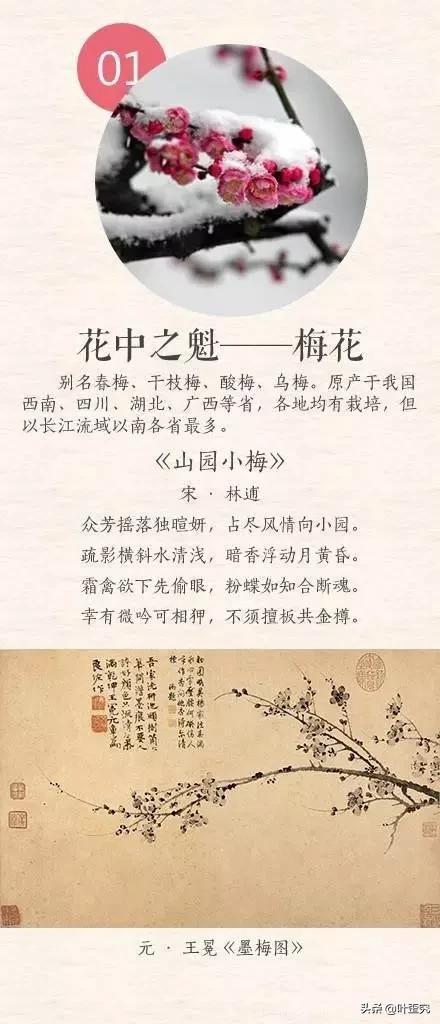 11月开什么花