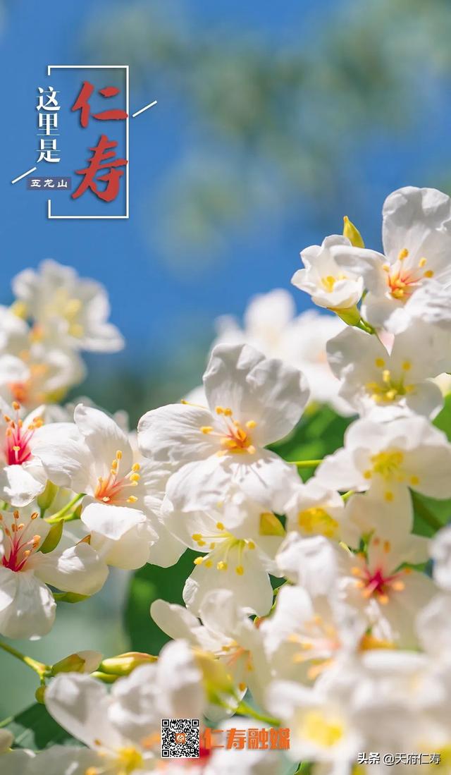 天府仁寿等你来……