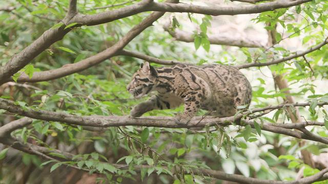 银叶猴