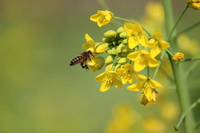 回顾春天百花争艳、招蜂引蝶图片大赏