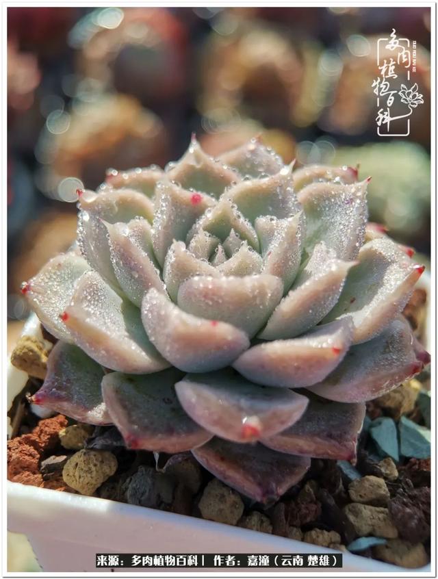 玉蝶铜芯电线价格表4平方,玉蝶铜芯线今日价格