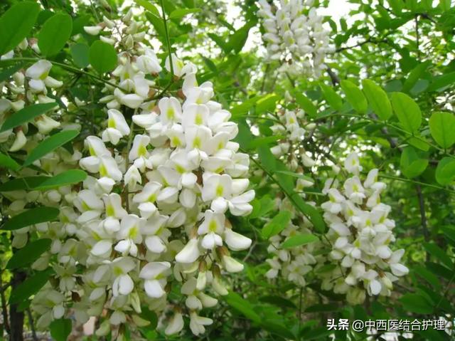 「中医饮食科普」 5月路上到处有的一种菜，清热凉血、防中风