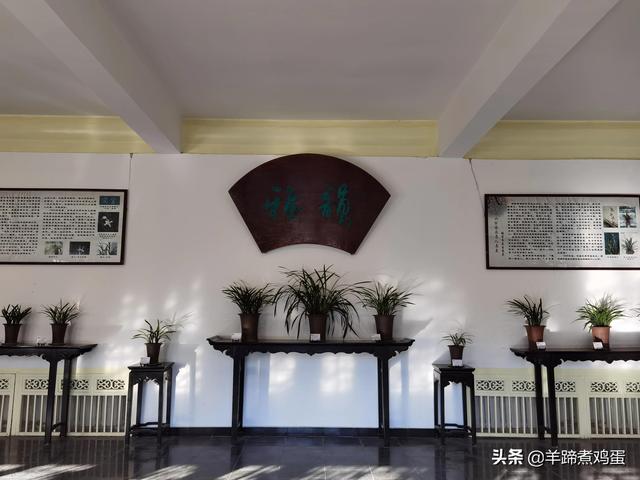 未等冬寒至 梅已報春香——北京中山公園臘梅提前綻放 盡顯芬芳