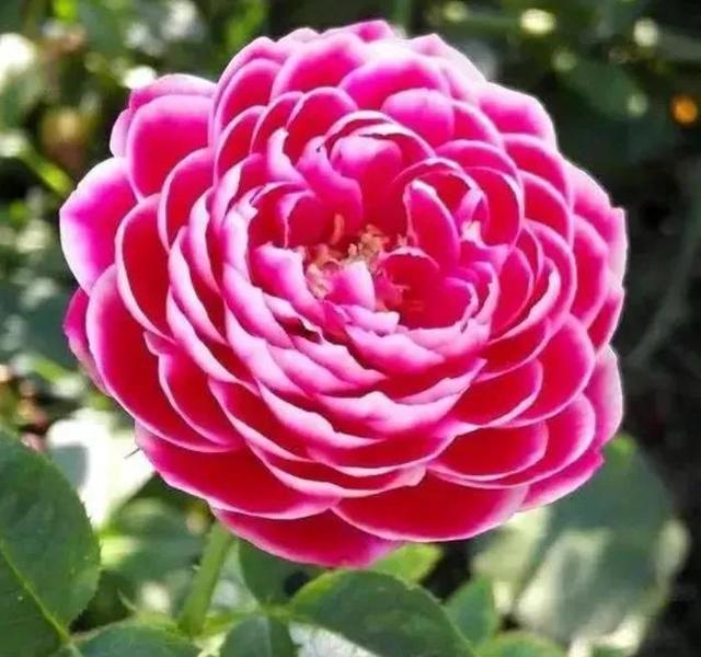 鲜花盛开，五颜六色，姹紫嫣红，一起来欣赏美景吧