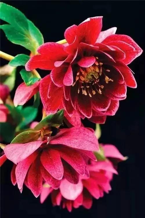 美丽的鲜花，姹紫嫣红，芬芳扑鼻，令人心情愉悦