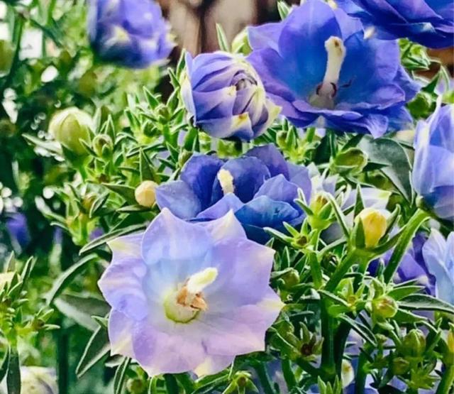 风铃花 风铃花（风铃花的花语是什么） 生活