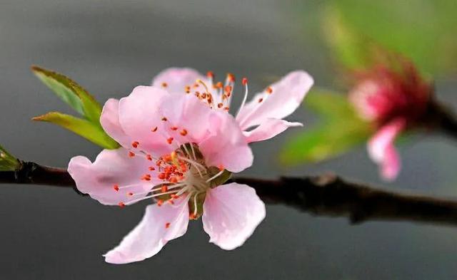 桃花什么时候开