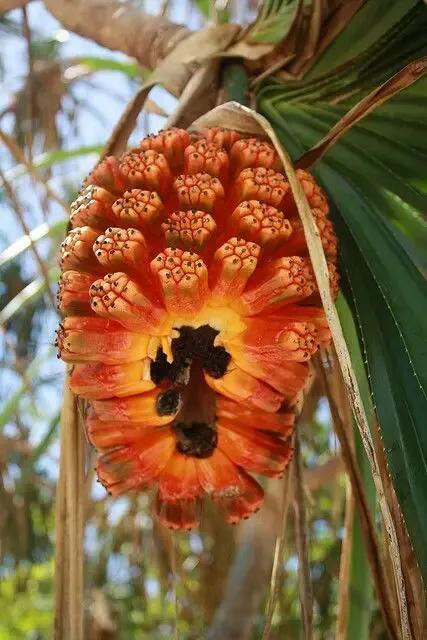 水果名字大全集100种50种罕见水果