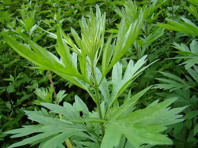 清明前后，碰到这菜别手软，一次囤30斤放冰箱，冬天吃还照样新鲜
