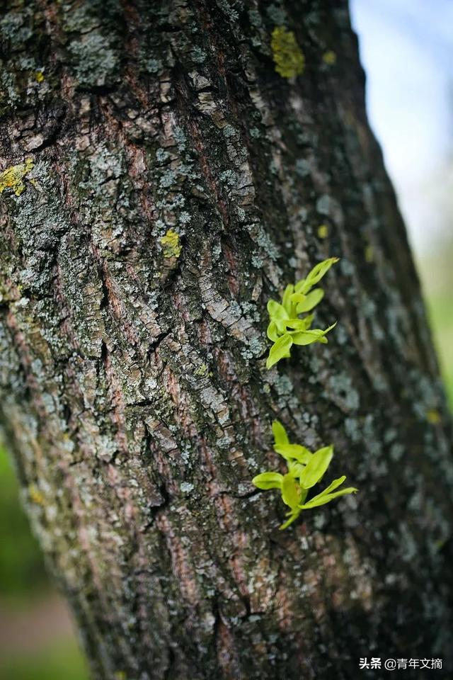 你是我生命中最美好的部分