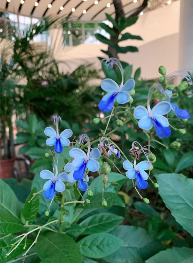 蓝蝴蝶 蓝蝴蝶（蓝蝴蝶和洛神花好评评语） 生活