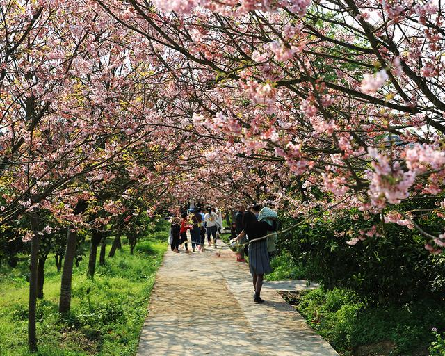 重庆市花