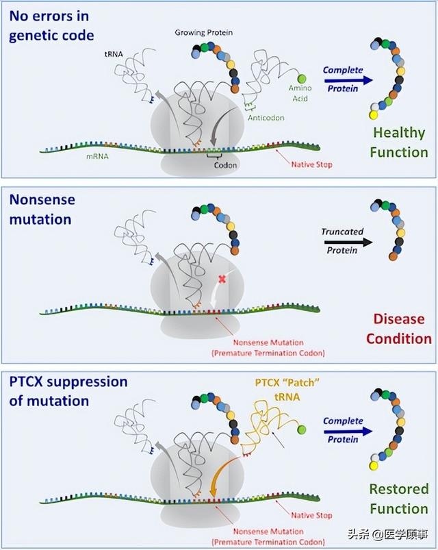 Nature：tRNA 疗法，制药新风口