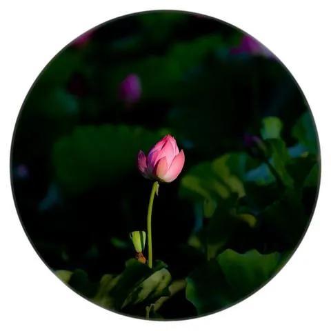 生活即使再不易，也无需刻意珍惜，值得就行