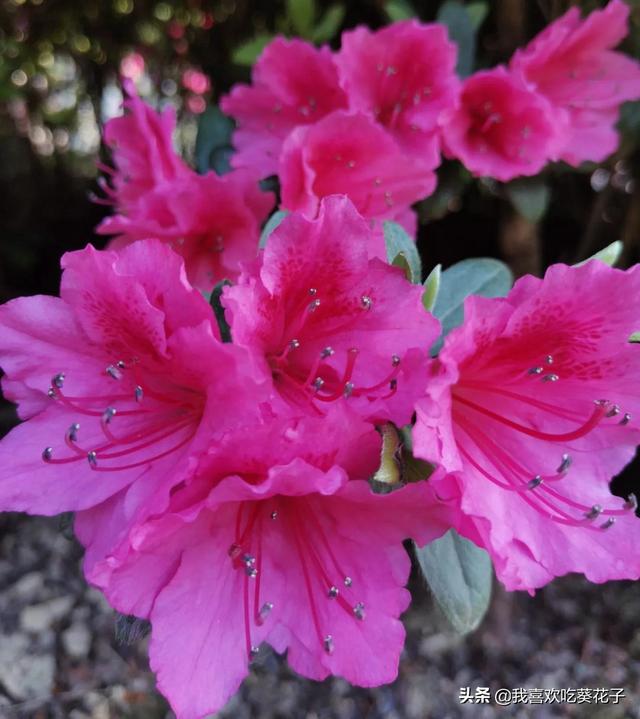 只为杜鹃来开花