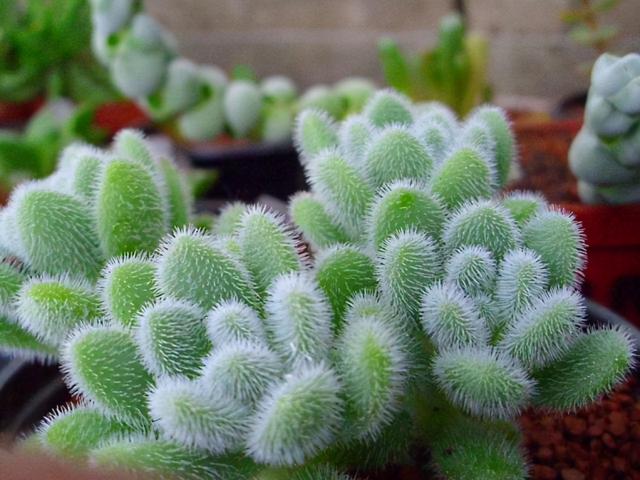 肉肉植物