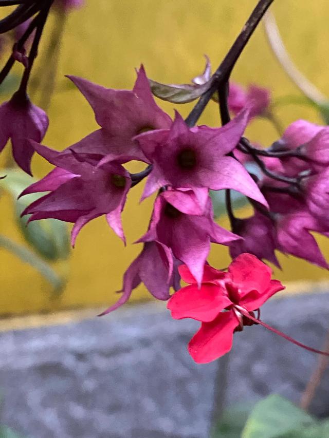 红花龙吐珠