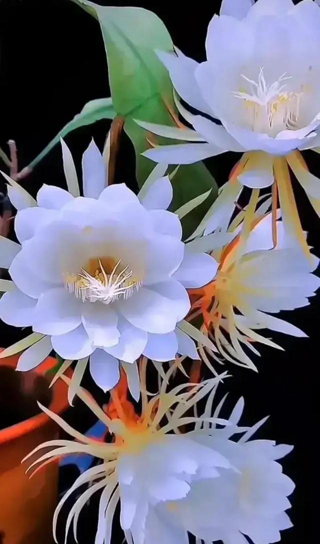心中总有一朵花