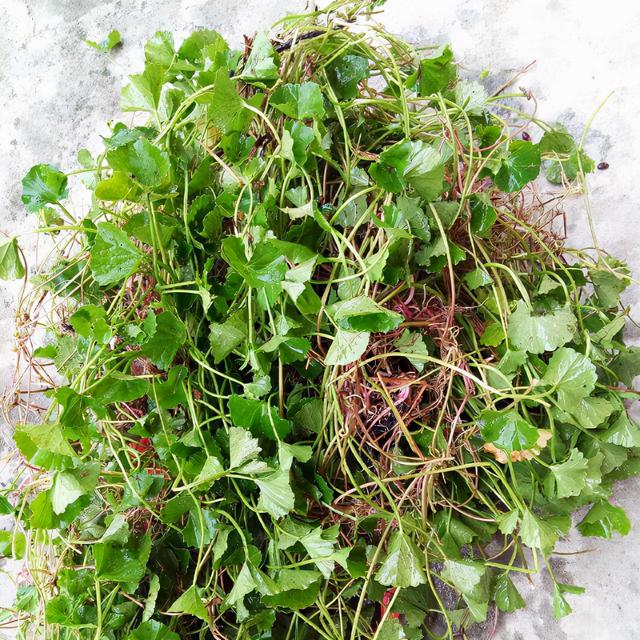 马蹄菜是中药的一种吗马蹄草有什么副作用