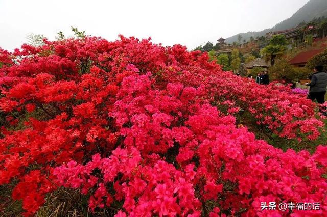 映山红开了，太漂亮了