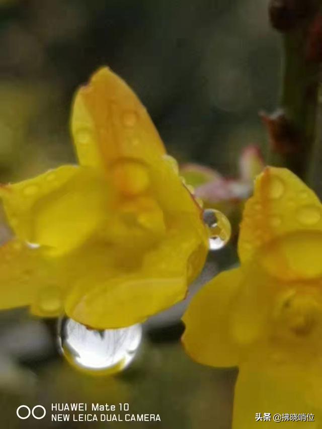 清明，流在血脉里的眷恋时节