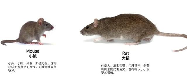 嵌合体——科技中的“逆天”科技？