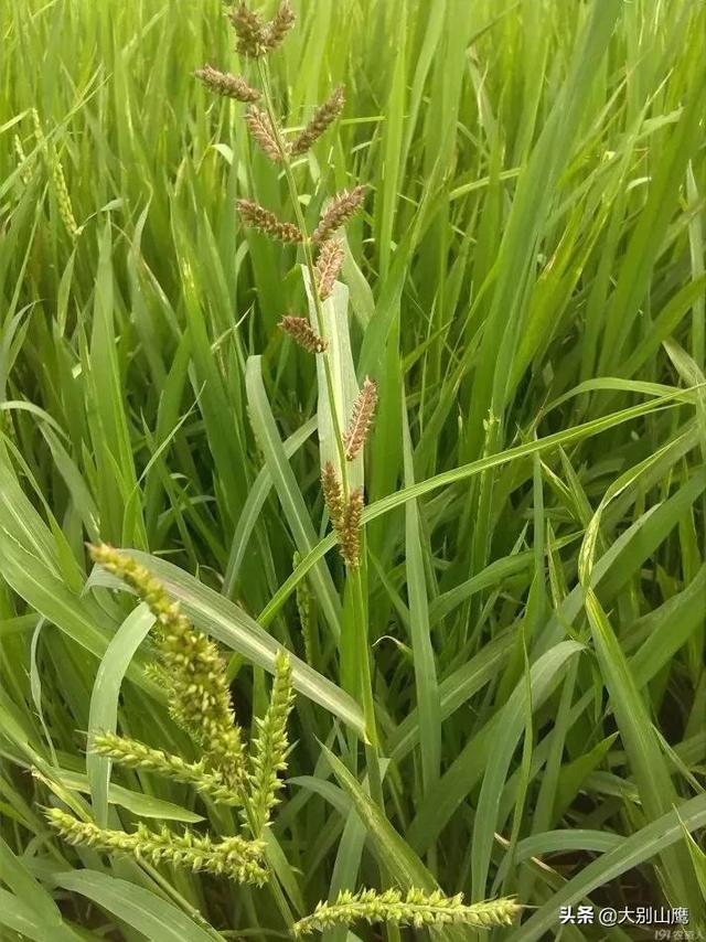 除草剂能除草却不伤害农作物，原来奥妙有这么多，种田人记牢了