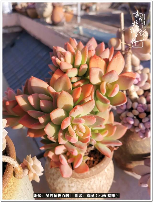 玉蝶铜芯电线价格表4平方,玉蝶铜芯线今日价格