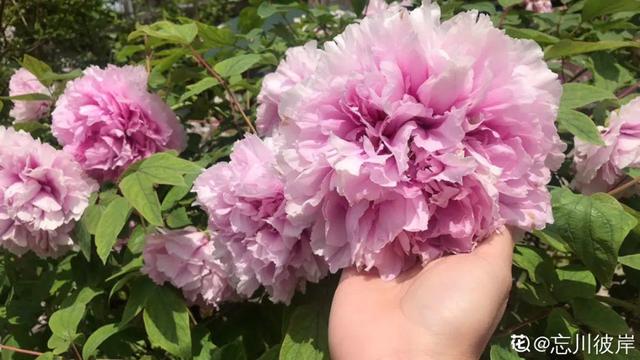 漳州鹅卵石制砂机厂家