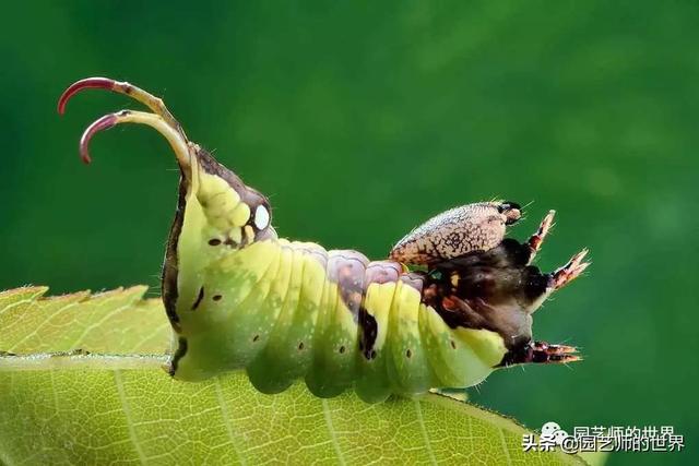 园林植保：常见害虫的防治（尺蠖、蚜虫、红蜘蛛等）14