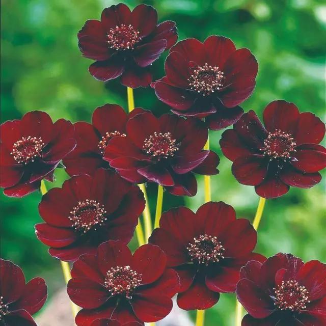 漂亮的花朵