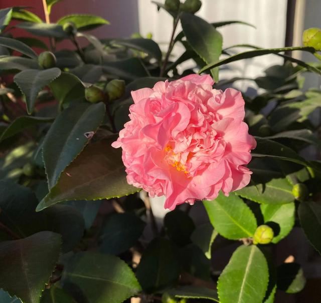 山茶花图片